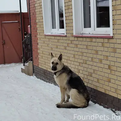 Здравствуйте. Убежала собака в...