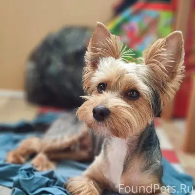 Убежала собака в районе ул. Мо...