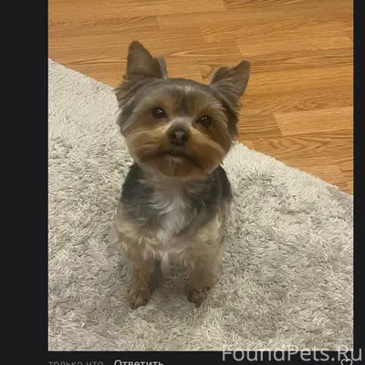 Потерялся щенок в ночь на 1...