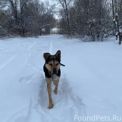 На ул. Библиотечной бегает соб...