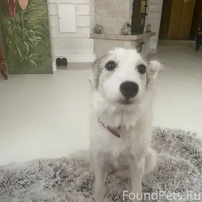 ПРОПАЛА СОБАКА! Укшук. Вечером...