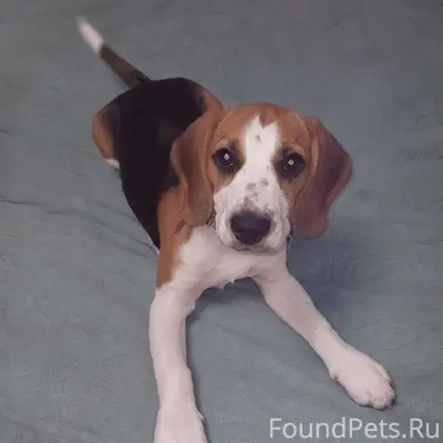 Пропала собака р-н Заливенки п...