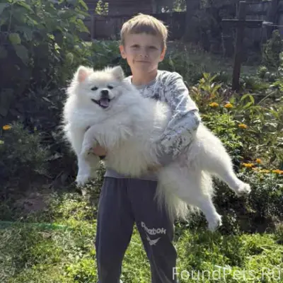 1.01.2026г Потерялась собака! ...