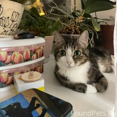 Ночью пропала кошка. Кличка Лю...