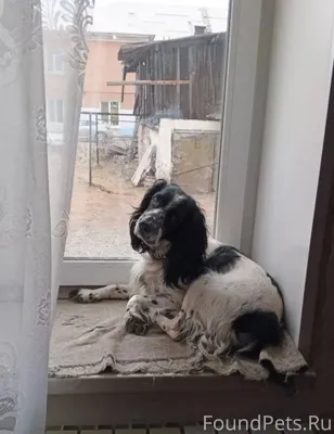 Убежала собака, просьба нашедш...