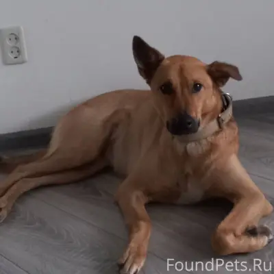 ПРОПАЛА СОБАКА ! В ночь с 31де...