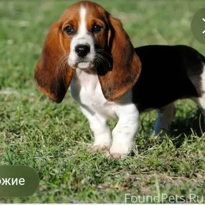 Пропала собака бигль трехцветн...