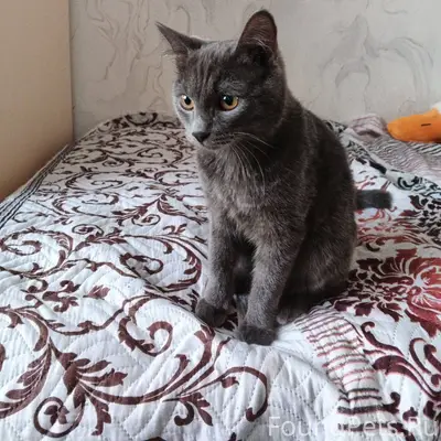 Найдена кошка в одном из подъе...