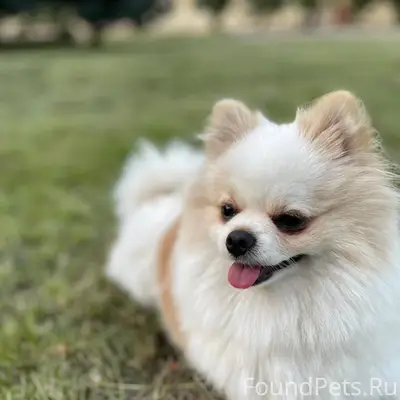 Пропала собака помогите найти ...