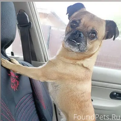 31.12 Убежала собака- мальчик,...