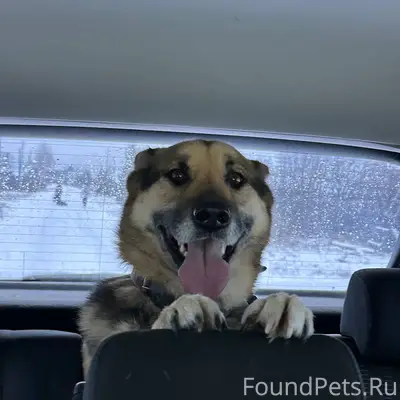 🆘🆘🆘Пропала собака в районе Ком...