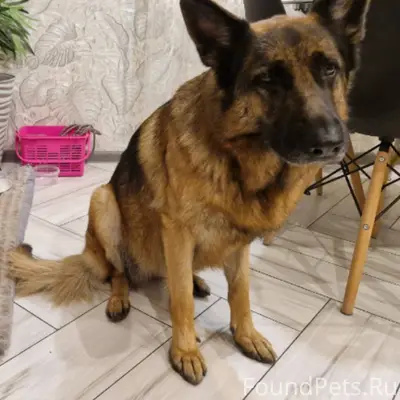 Друзья!! Ищем нашу собаку по к...