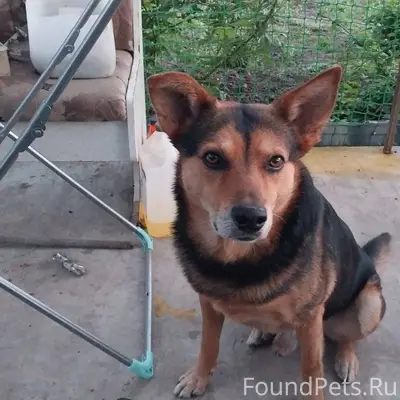 Пропал пёс по имени Мартин.Вче...