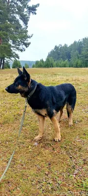 Всем здоровья. Со двора убежал...