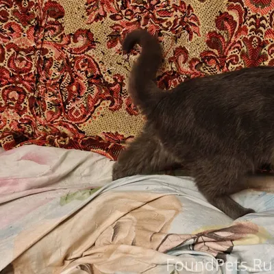 31 декабря Найден кот на динас...