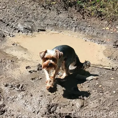 Пропала собака в районе ул. Си...
