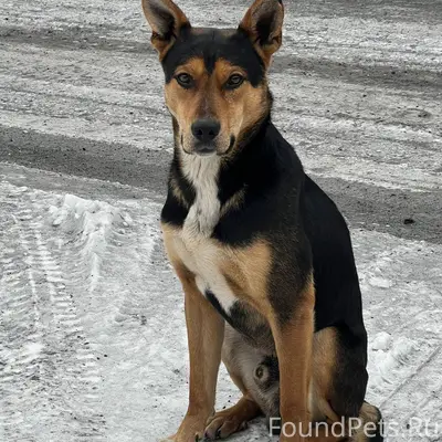 Был найден пёс бездомный в сел...