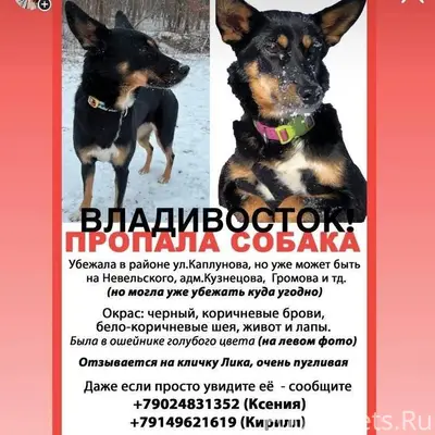 ❗❗❗SOS!!! Пропала собака г Вла...