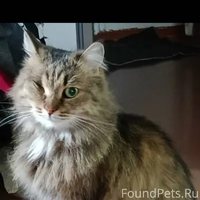 ❗ВНИМАНИЕ ❗ Пропала кошка. Вид...