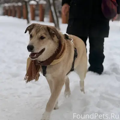 Персик ищет дом! 🍑 13.09...