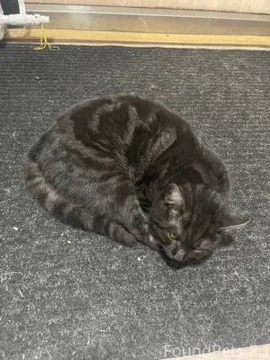 Пропал котенок по кличке Кузя,...