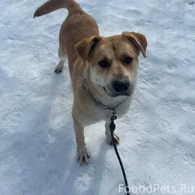 Здравствуйте, потерялась собак...