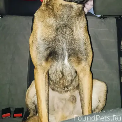 Найден пёс с оборванным поводк...