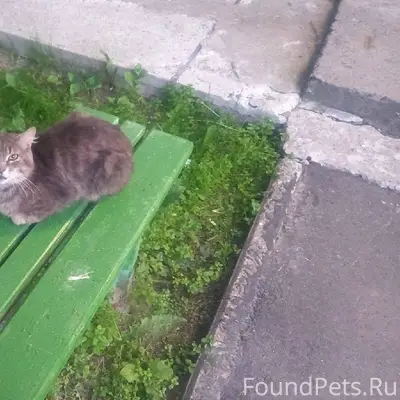 Северодвинск. Пропал кот у Мор...