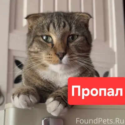 Потерян кот 