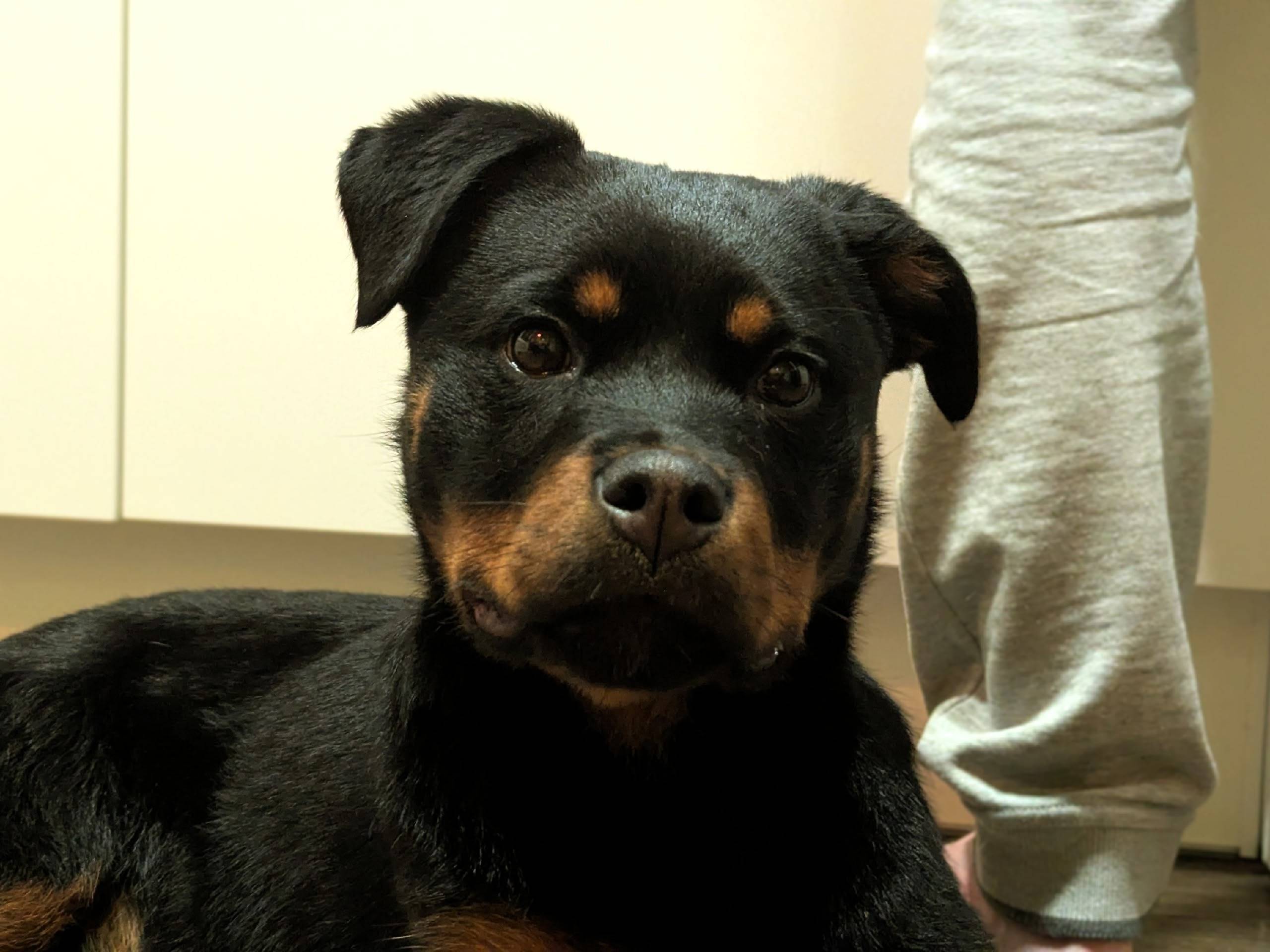 Найден щенок Подобрали малышку...