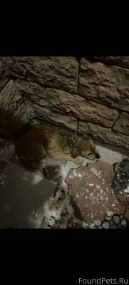 Пропала собака. Откликнитесь, ...