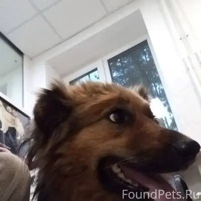 Потерялась собачка Хана Мог кт...