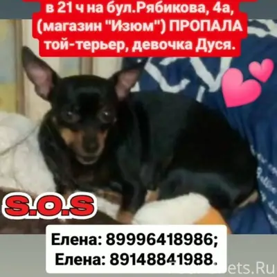 🆘🆘🆘 ВНИМАНИЕ! ПОТЕРЯШКА! Иркут...