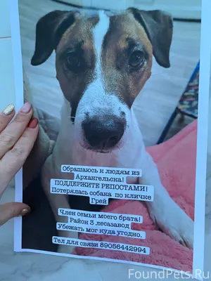 ПРОПАЛА СОБАКА !!! НУЖНА ПОМОЩ...