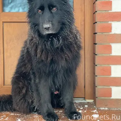 В д. Ченцово сегодня утром сбе...