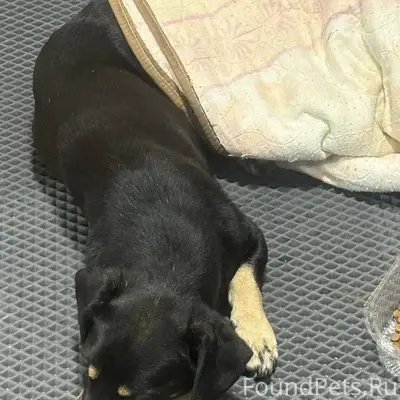 Найден Кобель таксы. Прибился ...