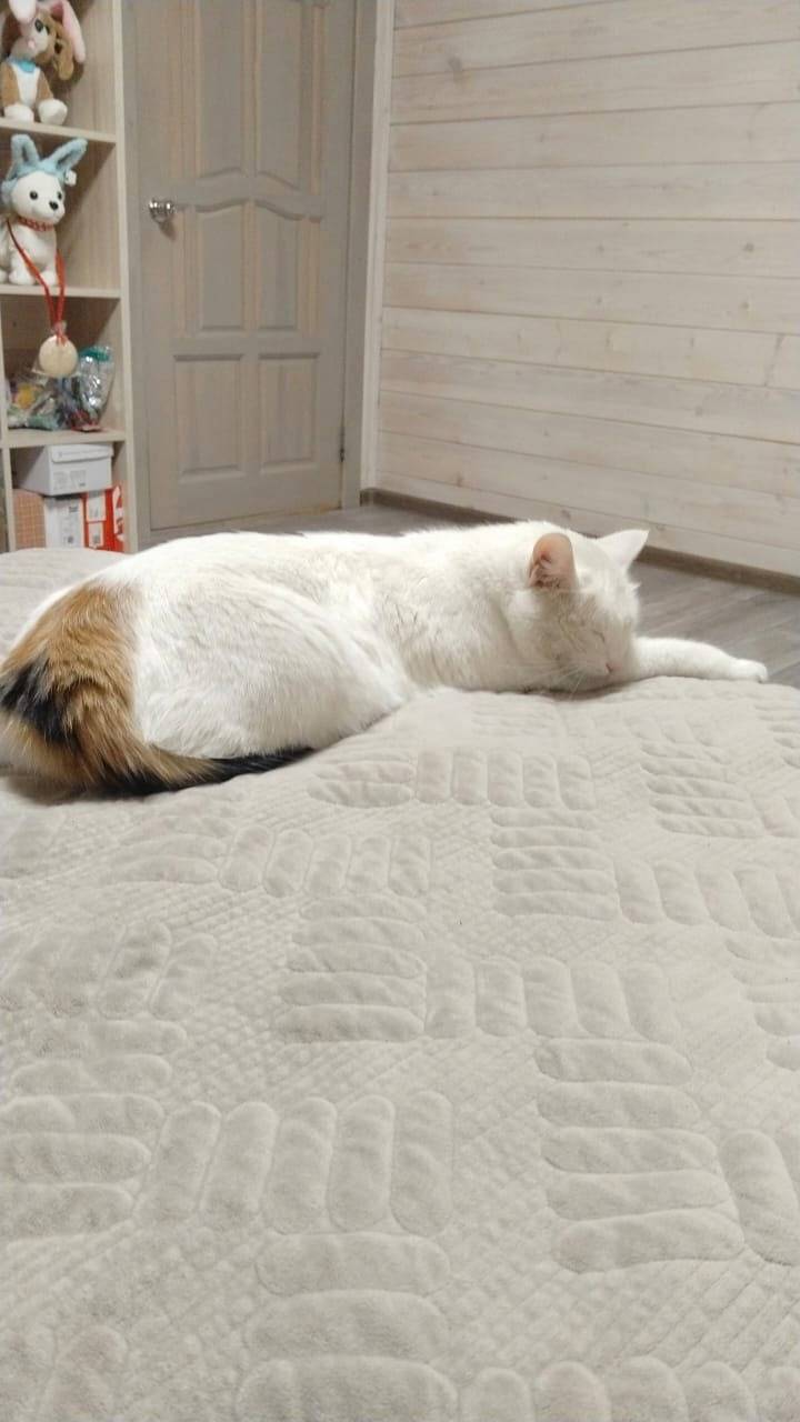 #пропало Здравствуйте! Пропала...