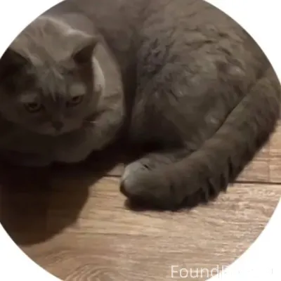 ❗️пропала кошка Буся❗️ Район П...