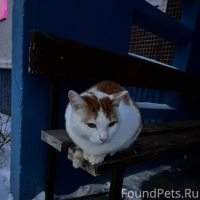 Найдена кошка/кот на Гайдара. ...
