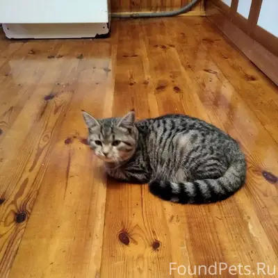 Пропал кот, по улице Автотранс...