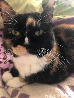 Пропала кошка Муся Ушла 7.01.....