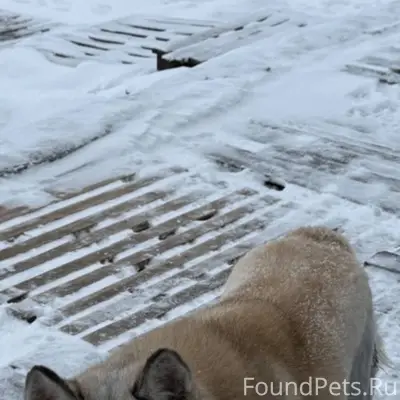 Чья потеряшка ??? Крутой Лог, ...