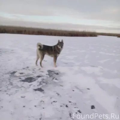 Потерялась собака «западно-сиб...