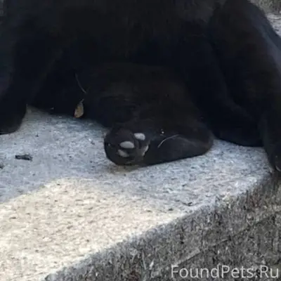 Пропал кот !!! По ул. Ленингра...