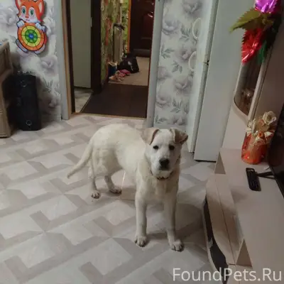 Пропала собака. Кобель по клич...