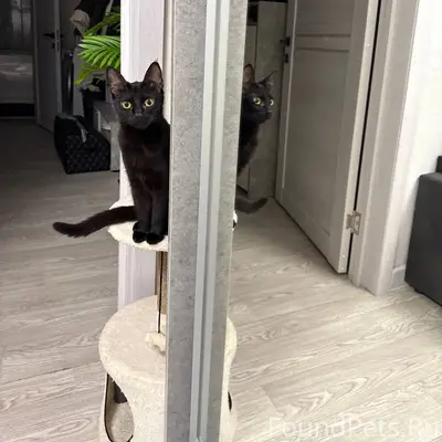 Добрый день. Пропала кошечка, ...