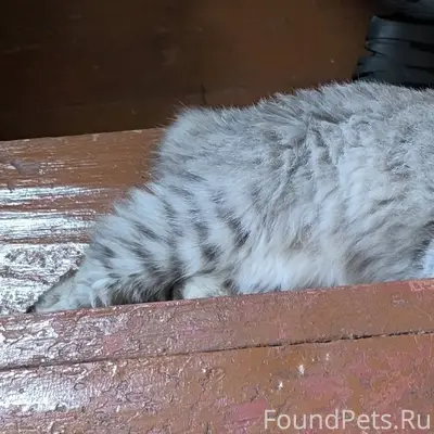 Помогите найти кота Барса, све...