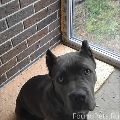 🆘 РОЗЫСКИВАЕТСЯ СОБАКА! НАШЕДШ...