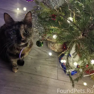 Добрый день. Из частного дома ...