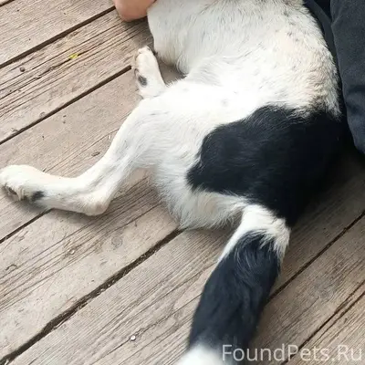 Пропала собака. Может видел кт...